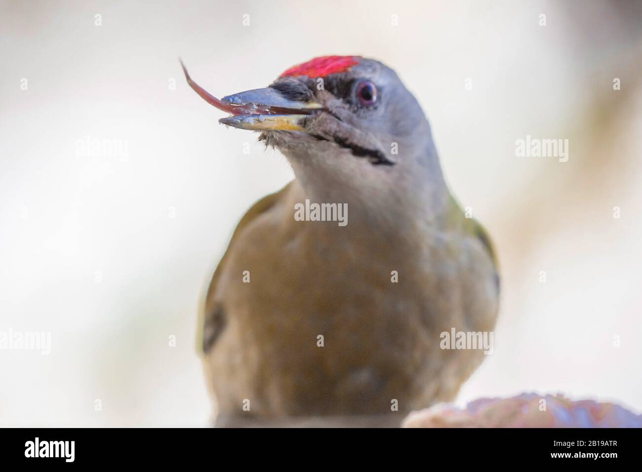 Picus canus (picus canus), ritratto, sticking la sua lingua fuori, Germania, Baviera, Niederbayern, bassa Baviera Foto Stock