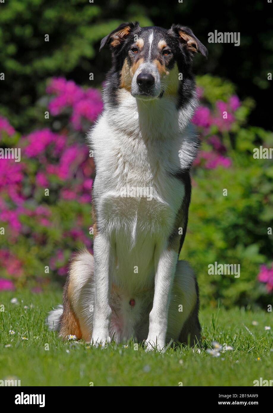 Cane di razza mista (Canis lupus F. familiaris), due anni Bearded Collie Collie bastardo seduto in un prato, tricolore, Germania Foto Stock