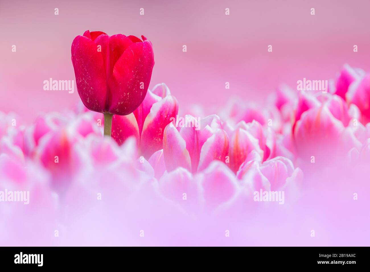 Tulipano giardino comune (Tulipa spec.), campo tulipano in fiore, fiori rosa con un fiore rosso, Paesi Bassi, Flevoland Foto Stock