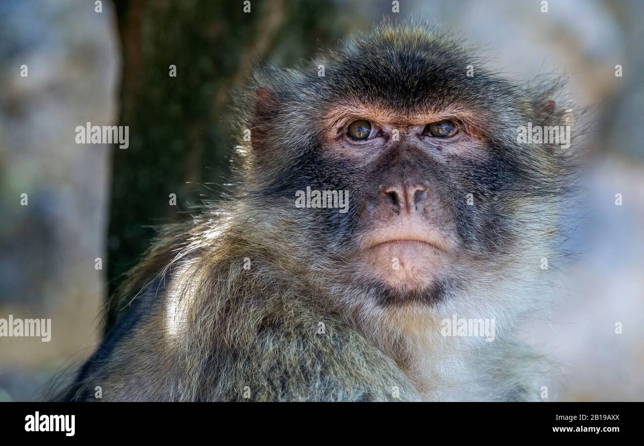Barberia ape, barbary macaque (Macaca sylvanus), ritratto, Gibilterra Foto Stock