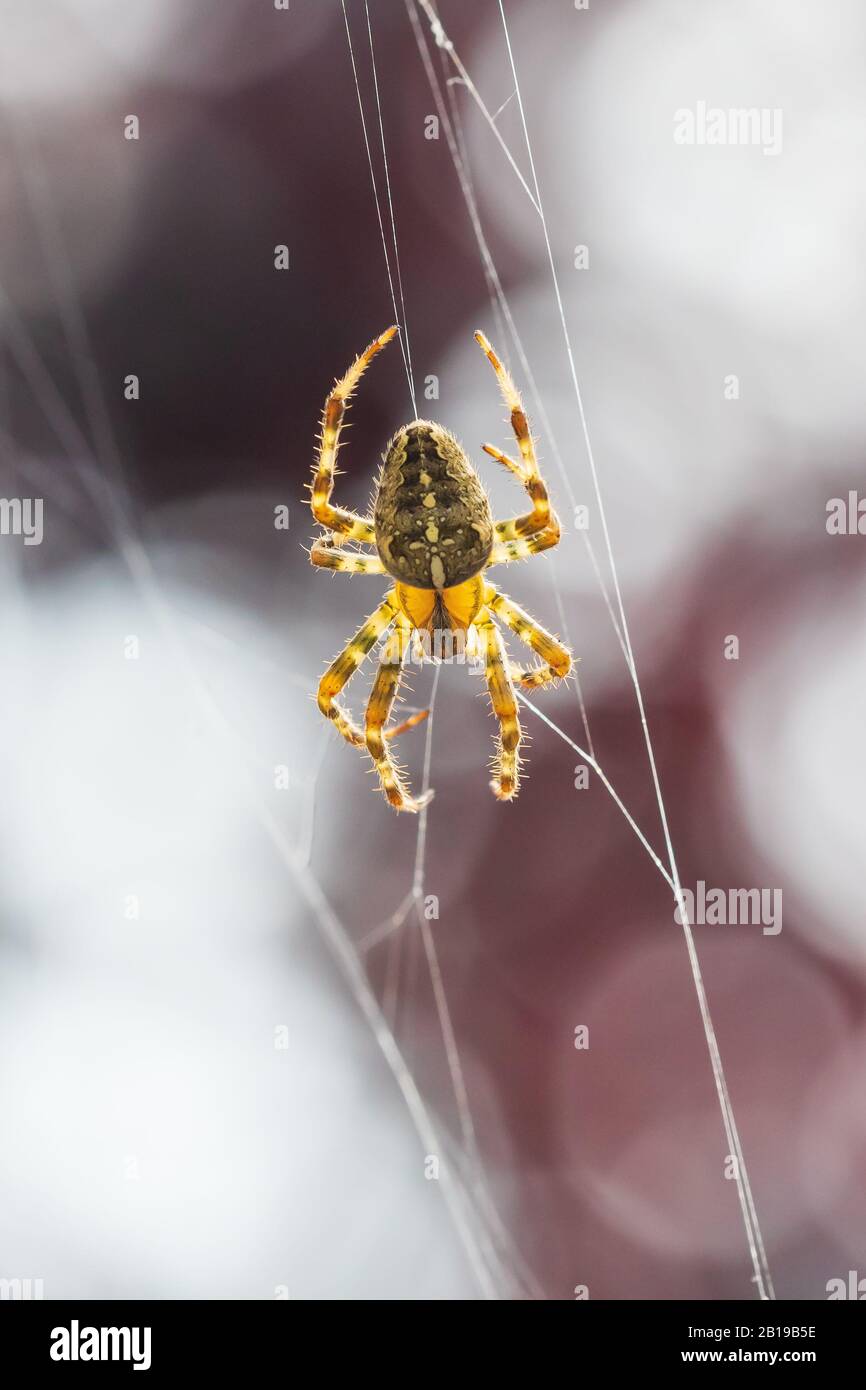 Primo piano di una croce spider, araneus diadematus, appesi a una ragnatela di attesa per una preda Foto Stock