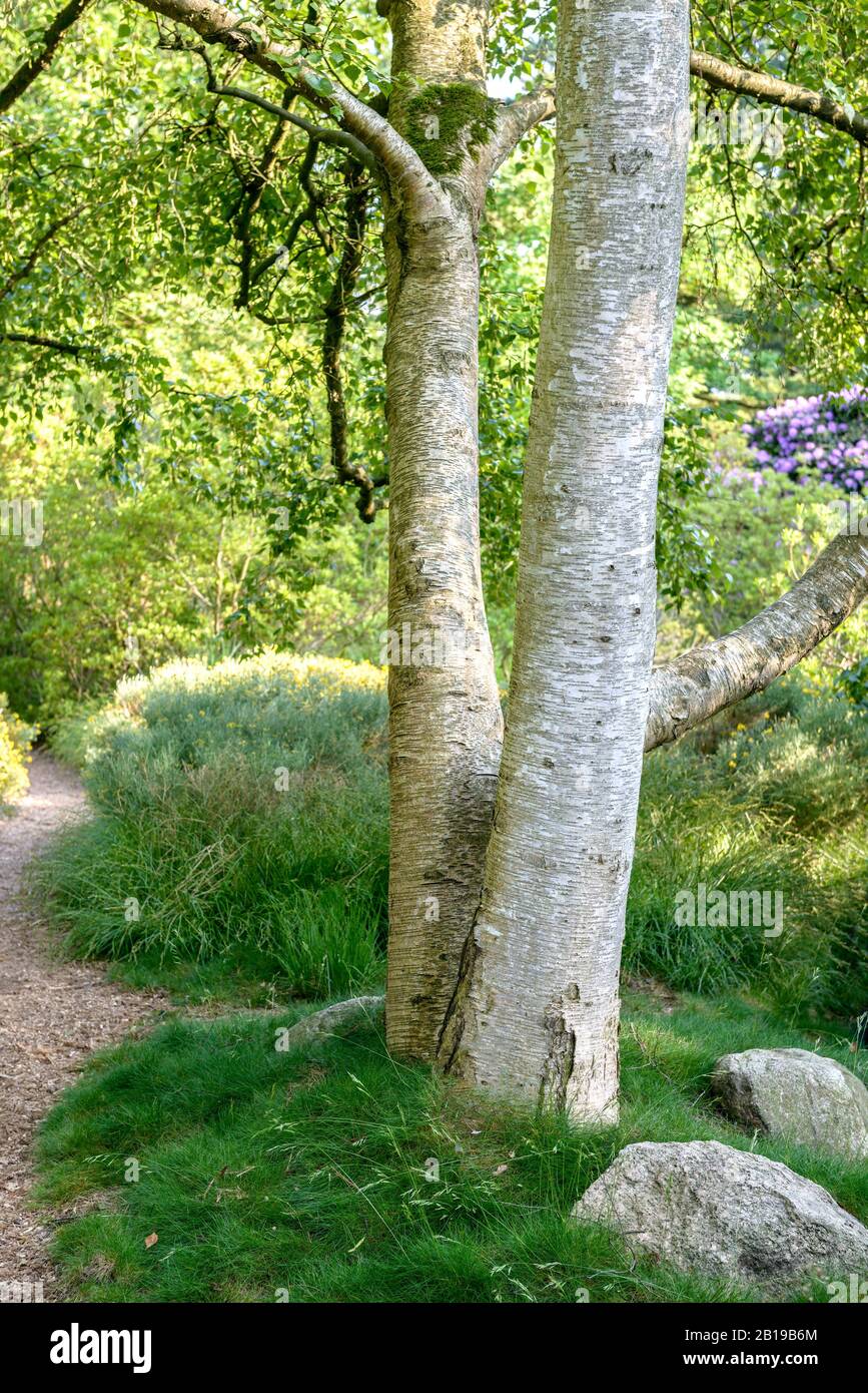 Betulla bianca giapponese, betulla d'argento siberiano (Betula platyphylla var. Japonica), tronchi, Germania, bassa Sassonia Foto Stock