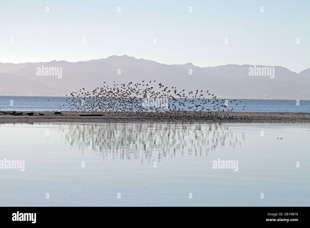 Wry-Bill, wrybill (Anarhynchus frontalis), grande floccato di volo sulla costa, Nuova Zelanda, Isola del Nord, Miranda Foto Stock