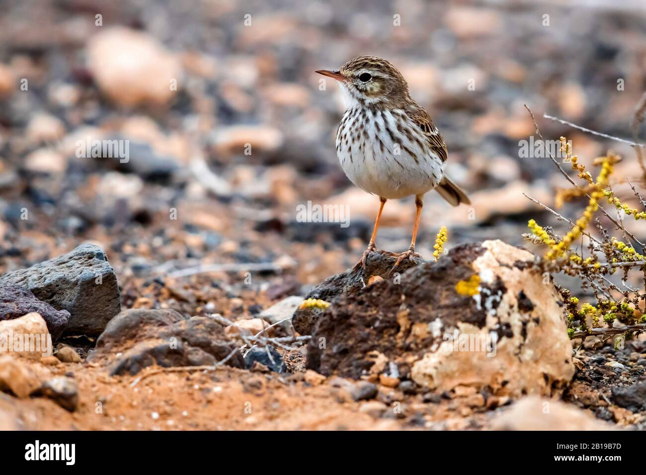 Pitpit delle Canarie (Anthus berthelotii), in inverno piumaggio arroccato su una piccola roccia, Isole Canarie, Fuerteventura Foto Stock