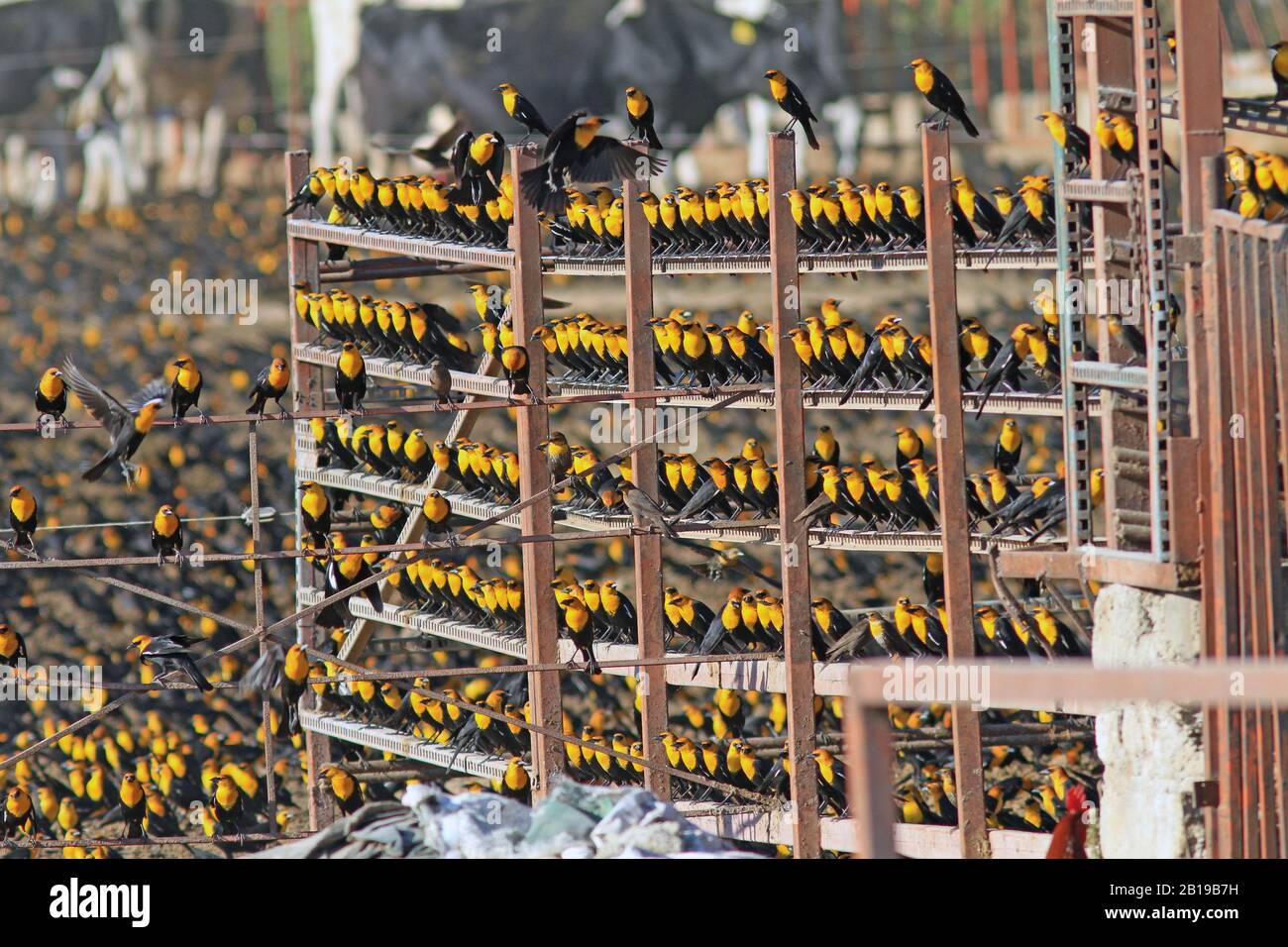 Uccello nero con testa gialla (Xanthocephalus xanthocephalus), il gregge siede su una struttura, Messico Foto Stock