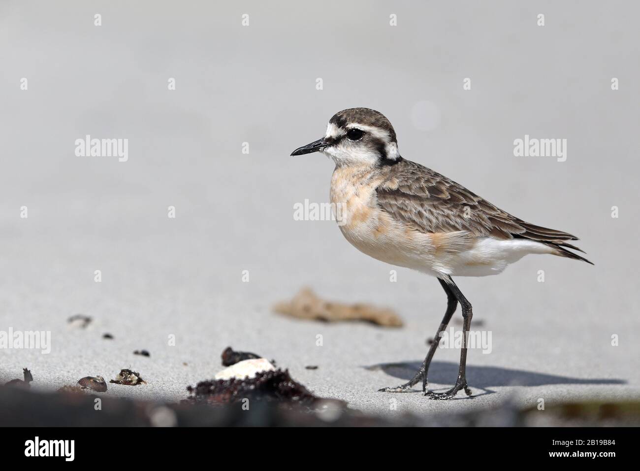 Il plover di sabbia di Kittlitz (Charadrius pecuarius), in piedi sulla spiaggia, Sud Africa, Table Mountain National Park Foto Stock
