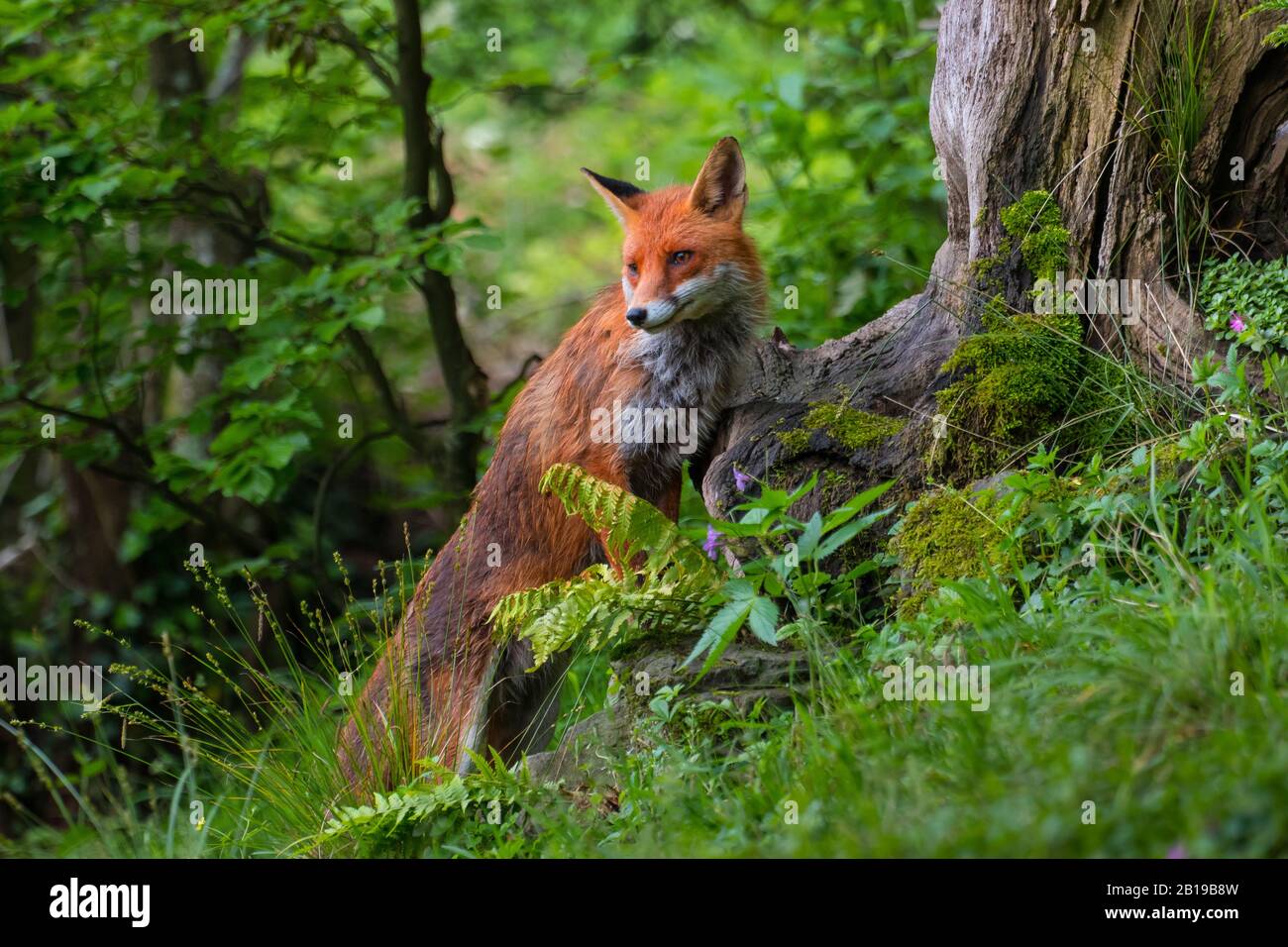 Volpe rossa (Vulpes vulpes), foraging in una foresta alla radice , Svizzera, San Gallo Foto Stock