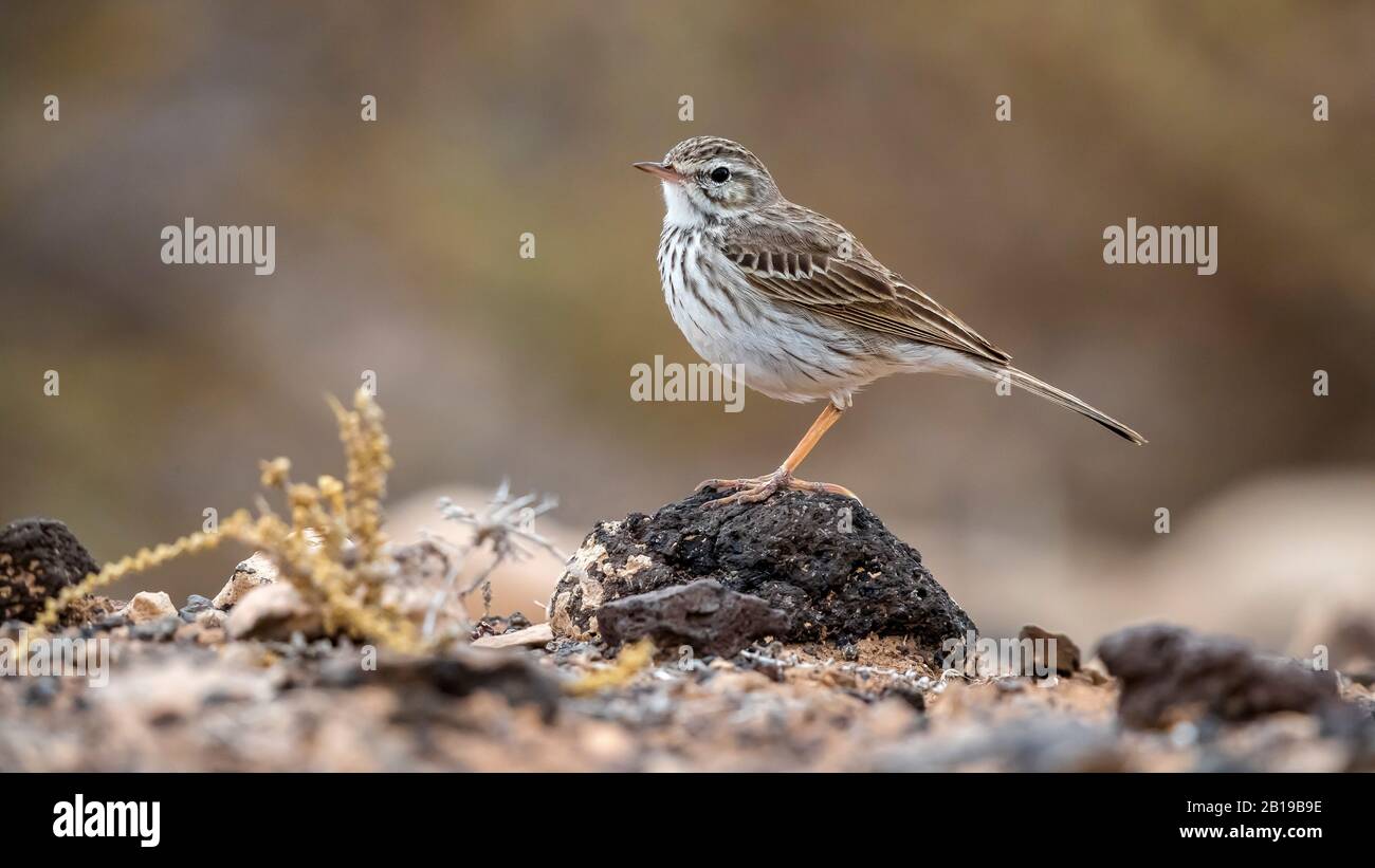 Pitpit delle Canarie (Anthus berthelotii), in inverno piumaggio arroccato su una piccola roccia, Isole Canarie, Fuerteventura Foto Stock