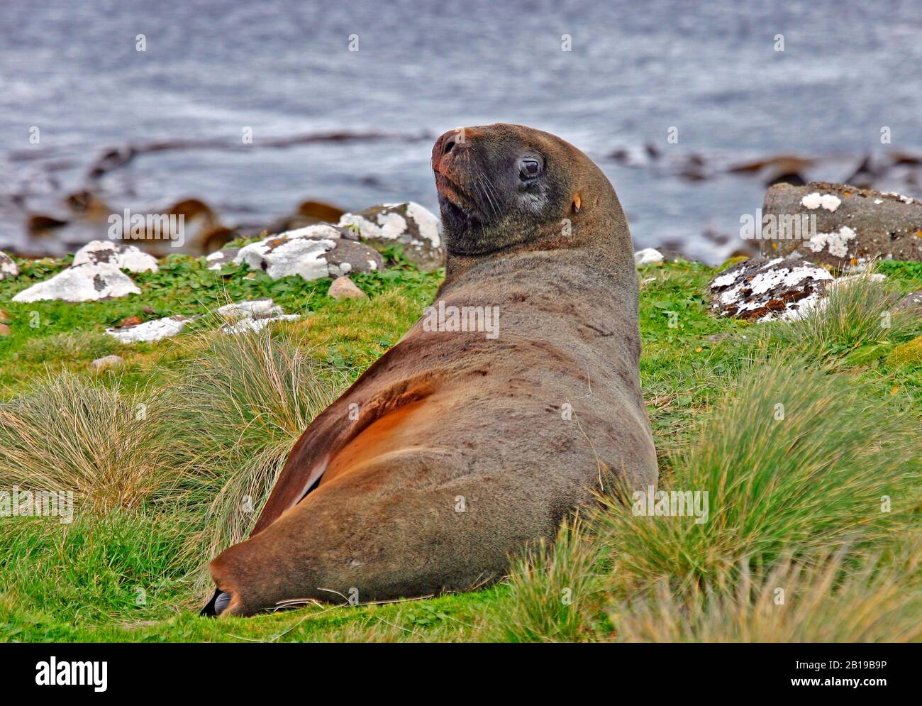 Hooker's Sea Lion, New Zealand Sea Lion, Auckland Sea Lion (Phocartos hookeri), si trova sulla riva, Nuova Zelanda Foto Stock