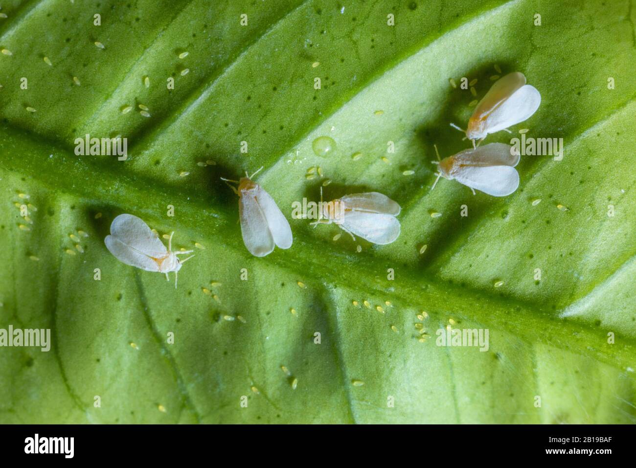 Serra bianca (Trialeurodes vaporariorum), gruppo che depone le uova su una foglia di limone, vista dall'alto Foto Stock