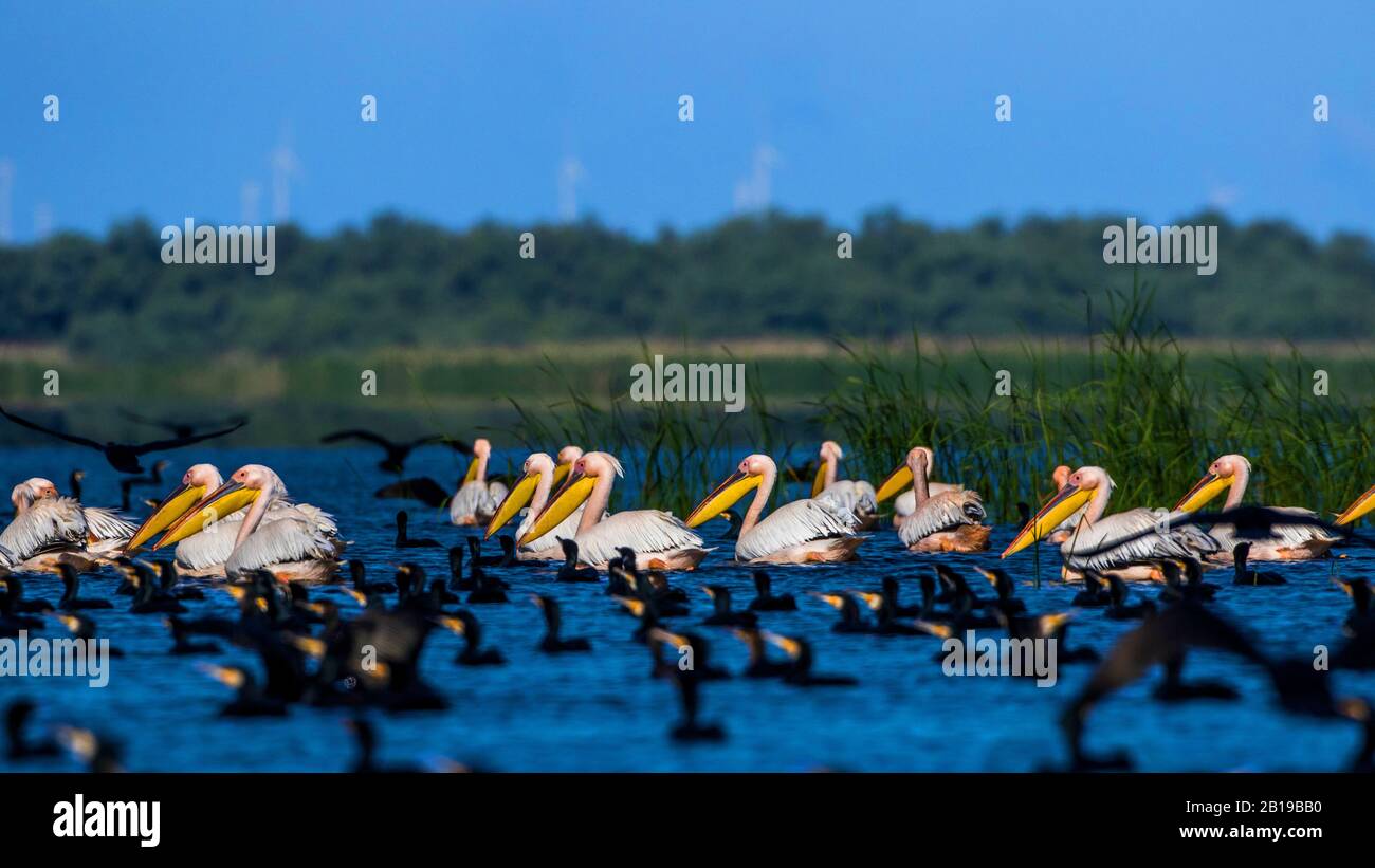 Pellicano bianco orientale (Pelecanus onocromalus), pellicani bianchi orientali nuotano insieme con cormorani su un lago, Romania, Delta del Danubio Foto Stock