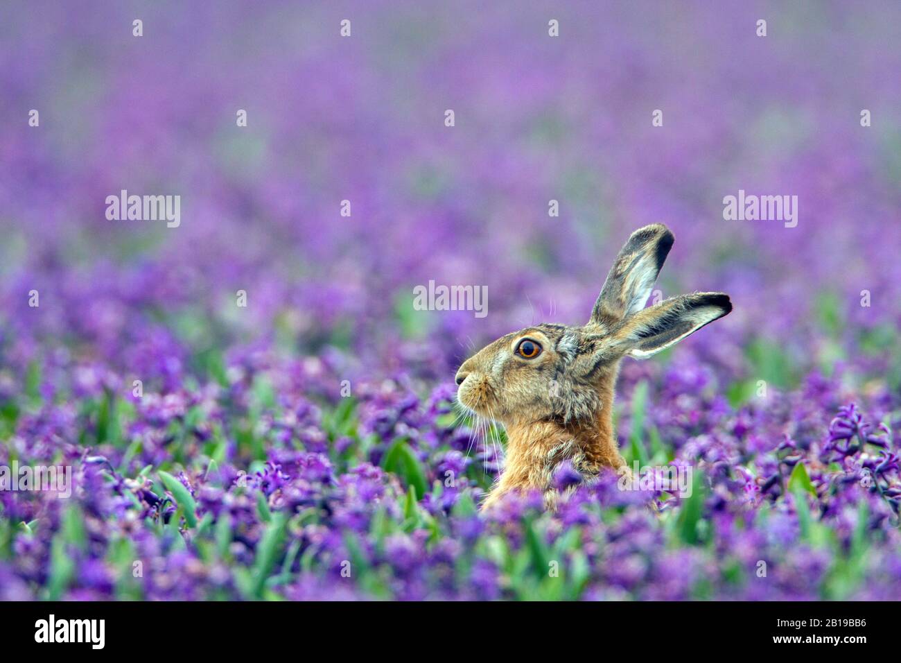 European Hare, Brown Hare (Lepus europaeus), seduto in campo di bullo pieno di giacinti viola, Paesi Bassi Foto Stock