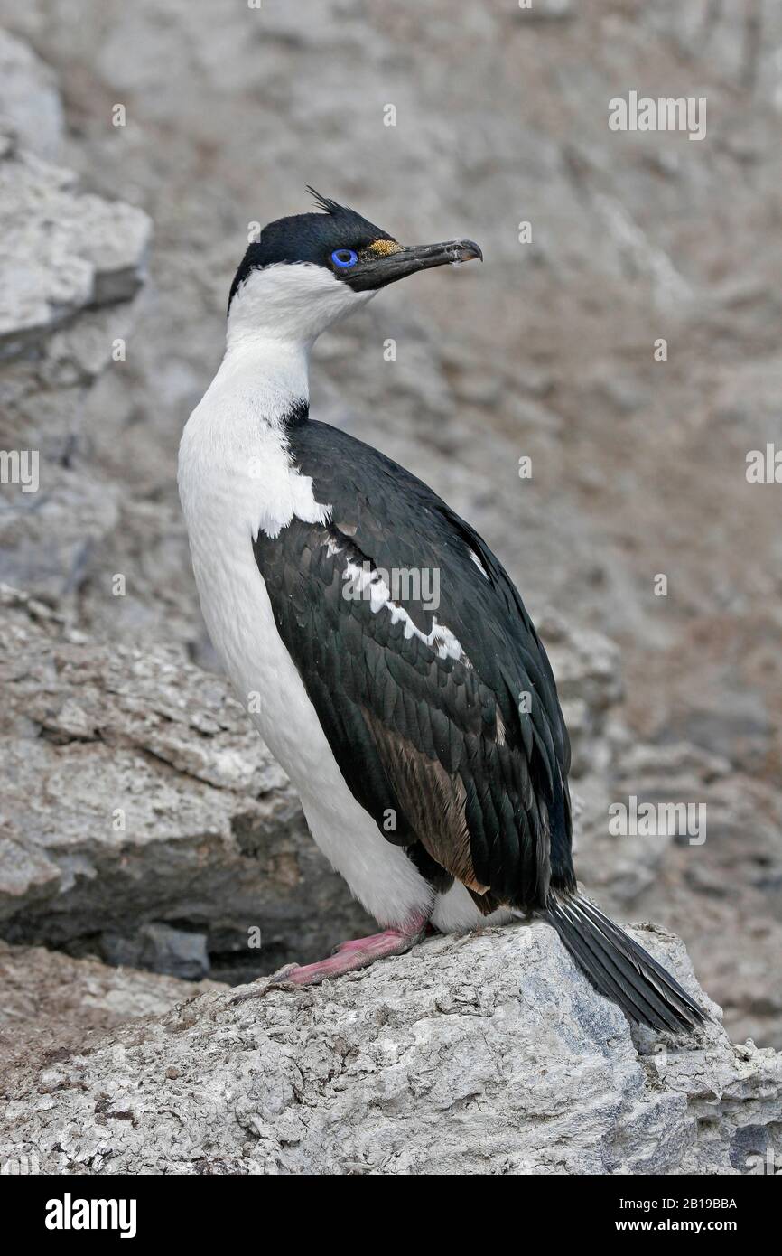 Scag Antartico (Phalacrocorax branscampensis, Leucocarbo branscampensis), sulla costa rocciosa, in Antartide Foto Stock