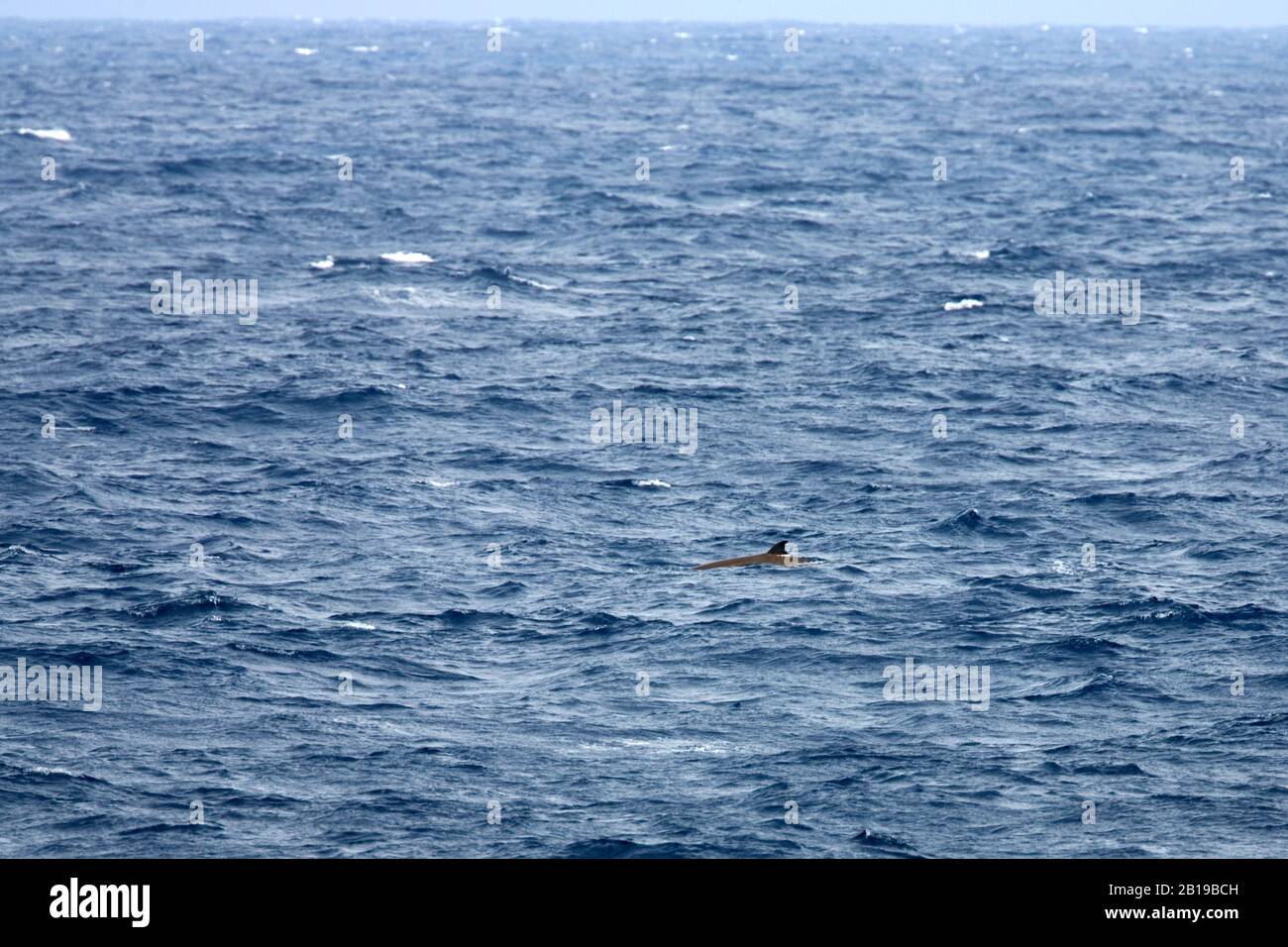 La balena a gosebeaked di Cuvier, la balena a picco di Cuvier (Zifius cavirostris), nuotando sulla superficie dell'acqua, vista laterale, Ascension Foto Stock