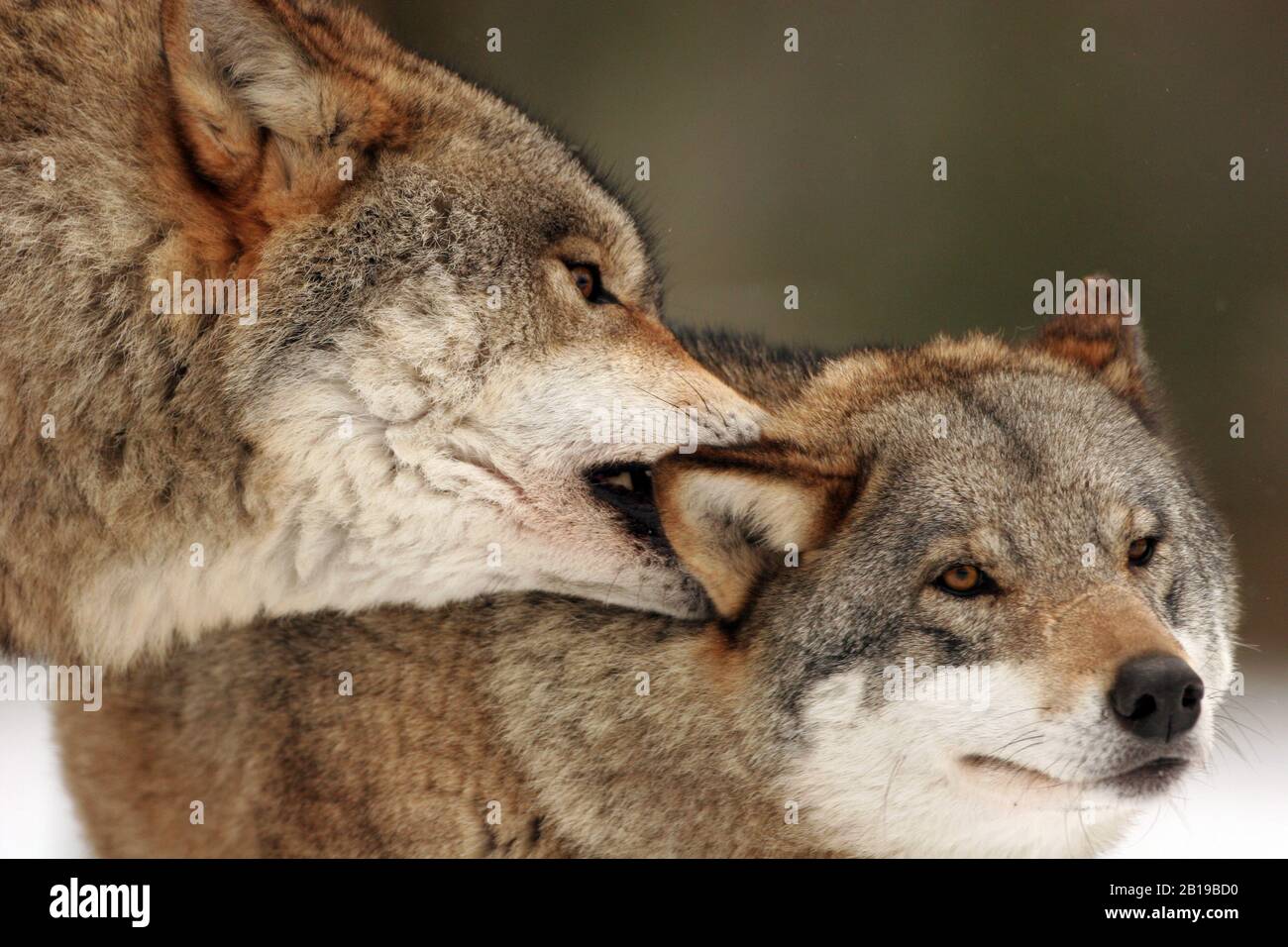 Lupo grigio europeo (Canis lupus lupus), due lupi interagiscono, Polonia, Parco Nazionale di Bialowieza Foto Stock