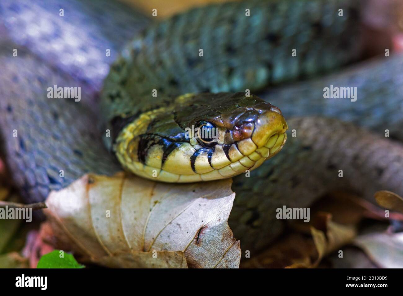 Serpente d'erba (Natrix natrix), ritratto, sguardo laterale, Germania, Baden-Wuerttemberg Foto Stock