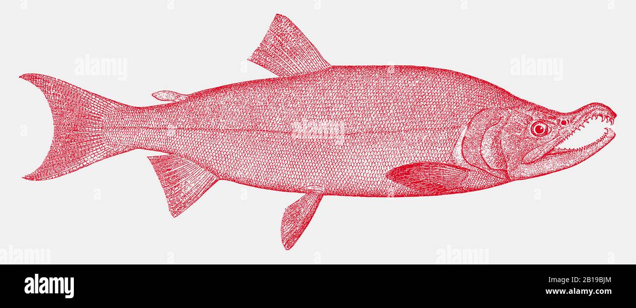 Salmone scoccato maschio, oncorhynchus nerka, un pesce dell'oceano pacifico settentrionale in vista laterale Illustrazione Vettoriale