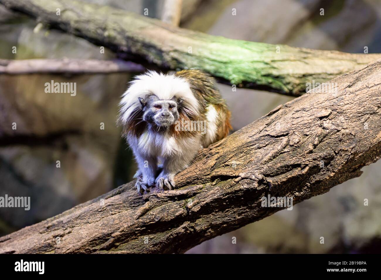 Pigmy Marmoset o Scimmia nana, piccola scimmia sull'albero Foto Stock