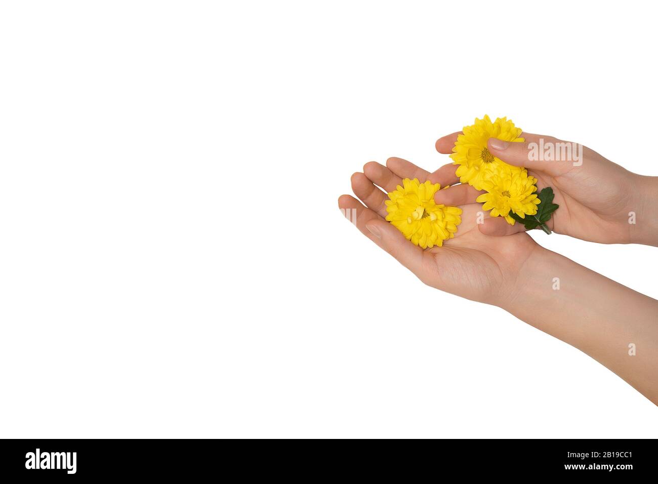 Mani femminili che tengono fiore giallo su sfondo bianco Foto Stock