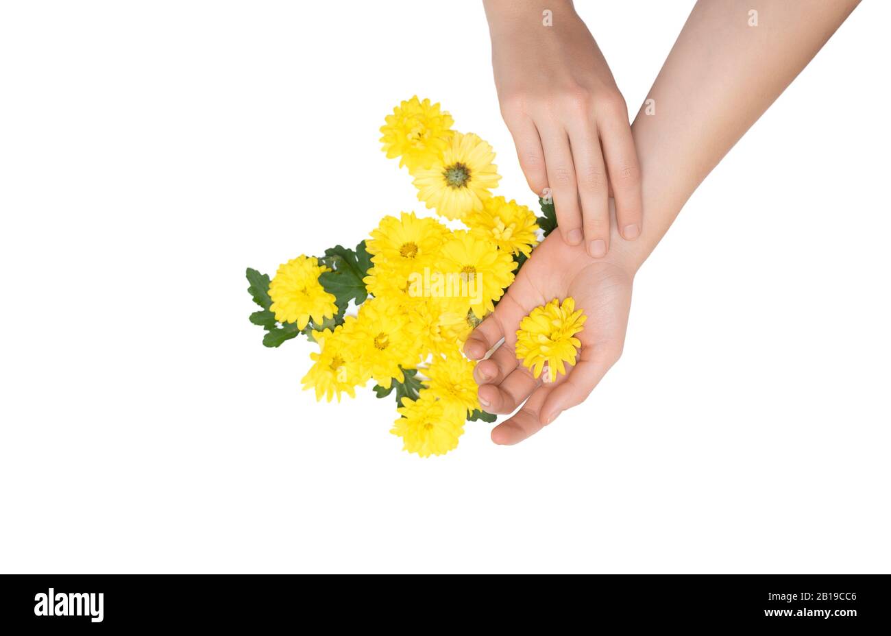 Mani femminili che tengono fiore giallo su sfondo bianco Foto Stock