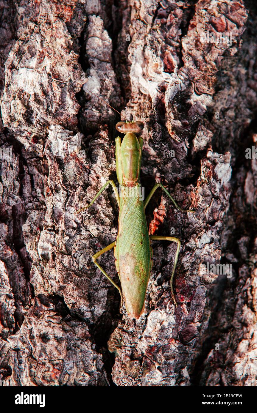 Verde selvaggio Mantis sulla corteccia dell'albero i particolari sul retro e sulle ali - insetto naturale tropicale del predatore Foto Stock