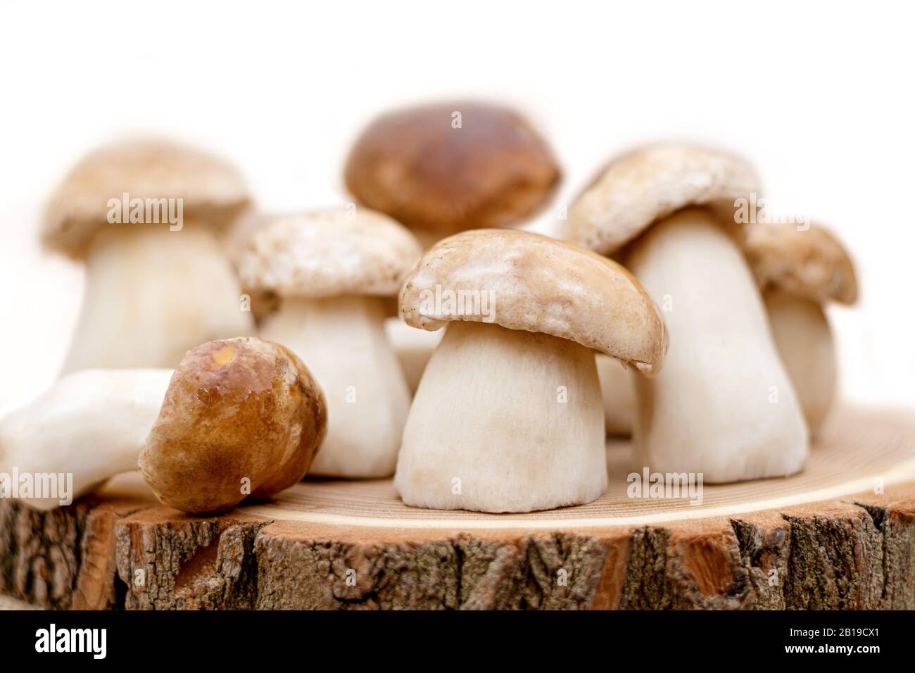 Piccolo fungo di Boletus su sfondo di legno, primo piano Foto Stock