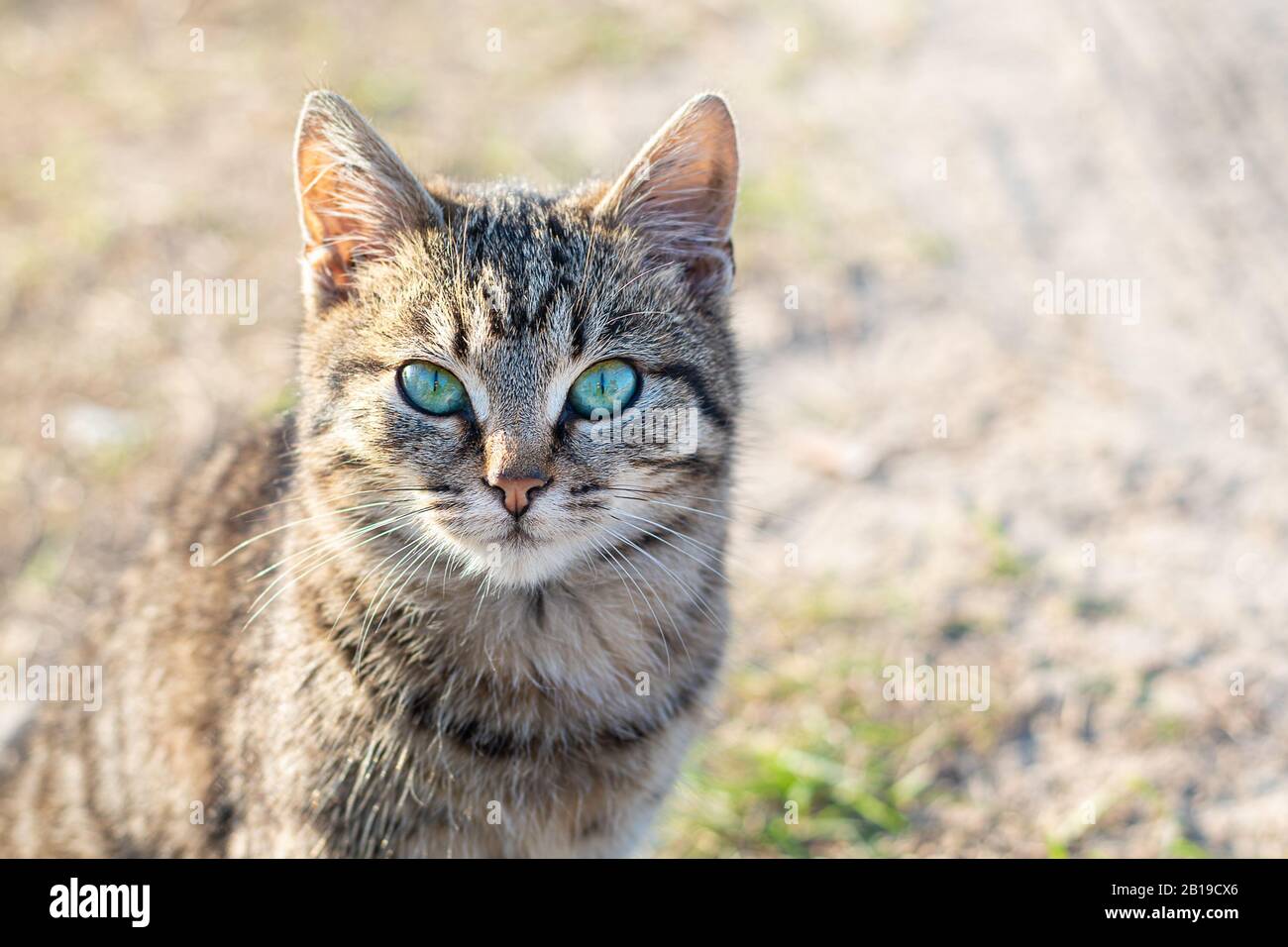 Bellissimo gatto con occhi blu vicino Foto Stock