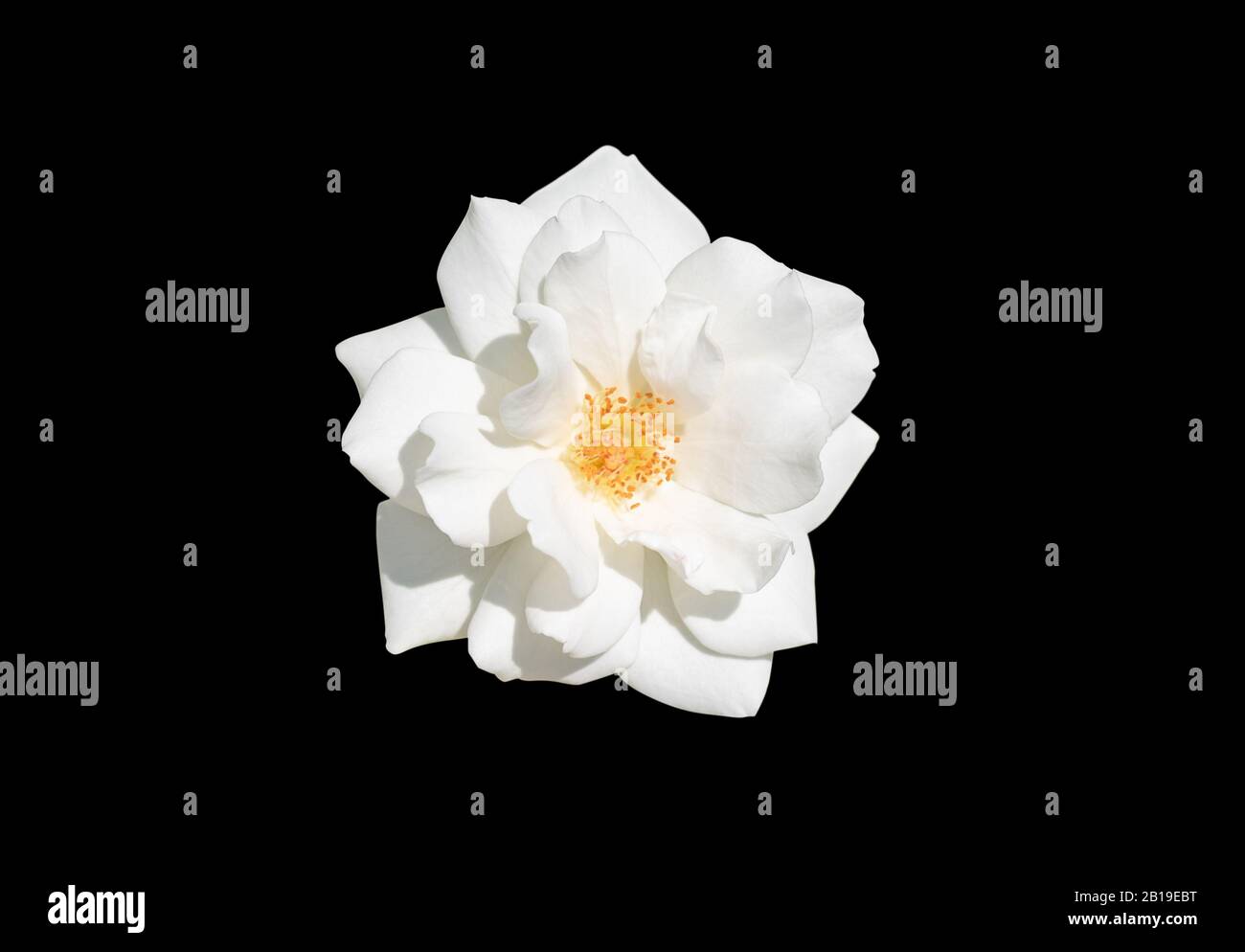 White Rose isolato su sfondo nero. Foto Stock