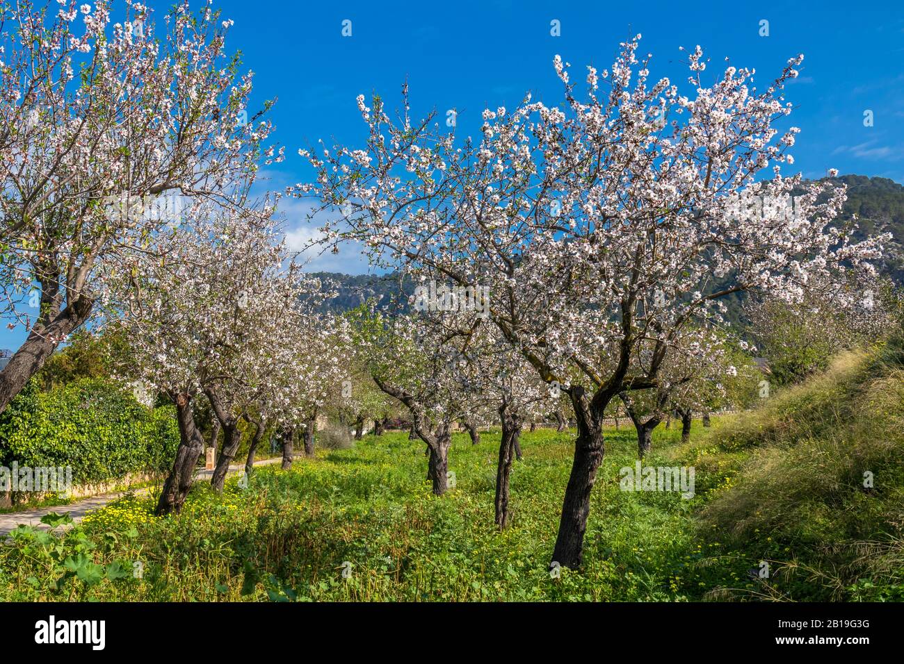 Stagione dei fiori di mandorla di fronte alle montagne Serra de Tramuntana di Maiorca, Isole Baleari, Spagna, Europa Foto Stock