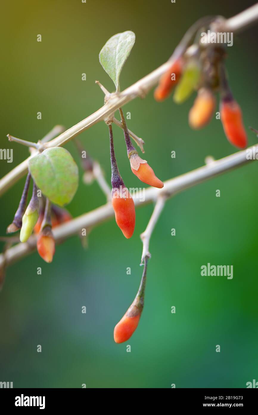 Goji bacche crescono nel giardino, primo piano Foto Stock