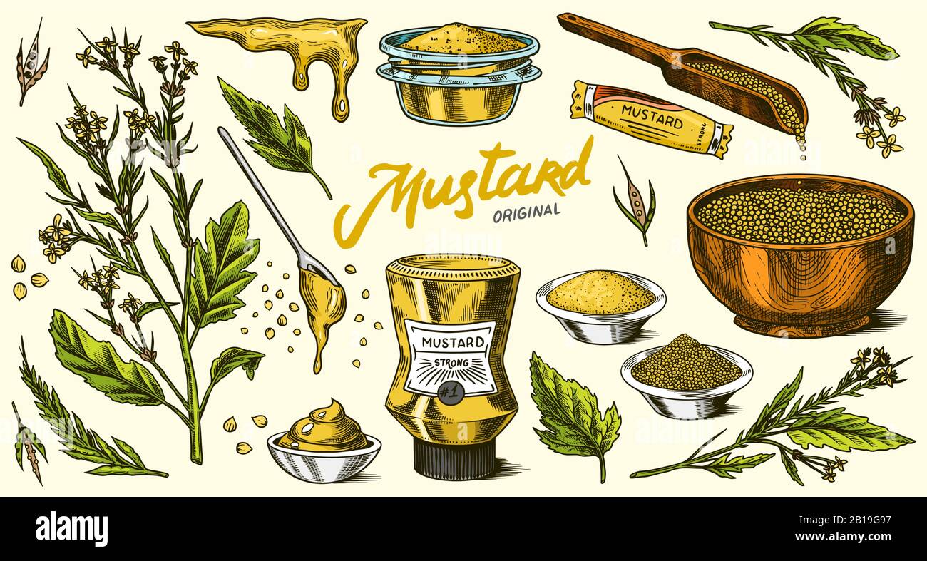 Set semi di senape. Condimento speziato, bottiglia condimento, confezionamento e foglie, cucchiai di legno, pianta, salsa in barca sugo, grani interi e macinati Illustrazione Vettoriale