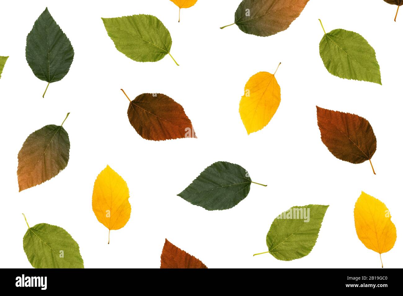 Colore autunno foglie sfondo isolato in bianco. Foto Stock