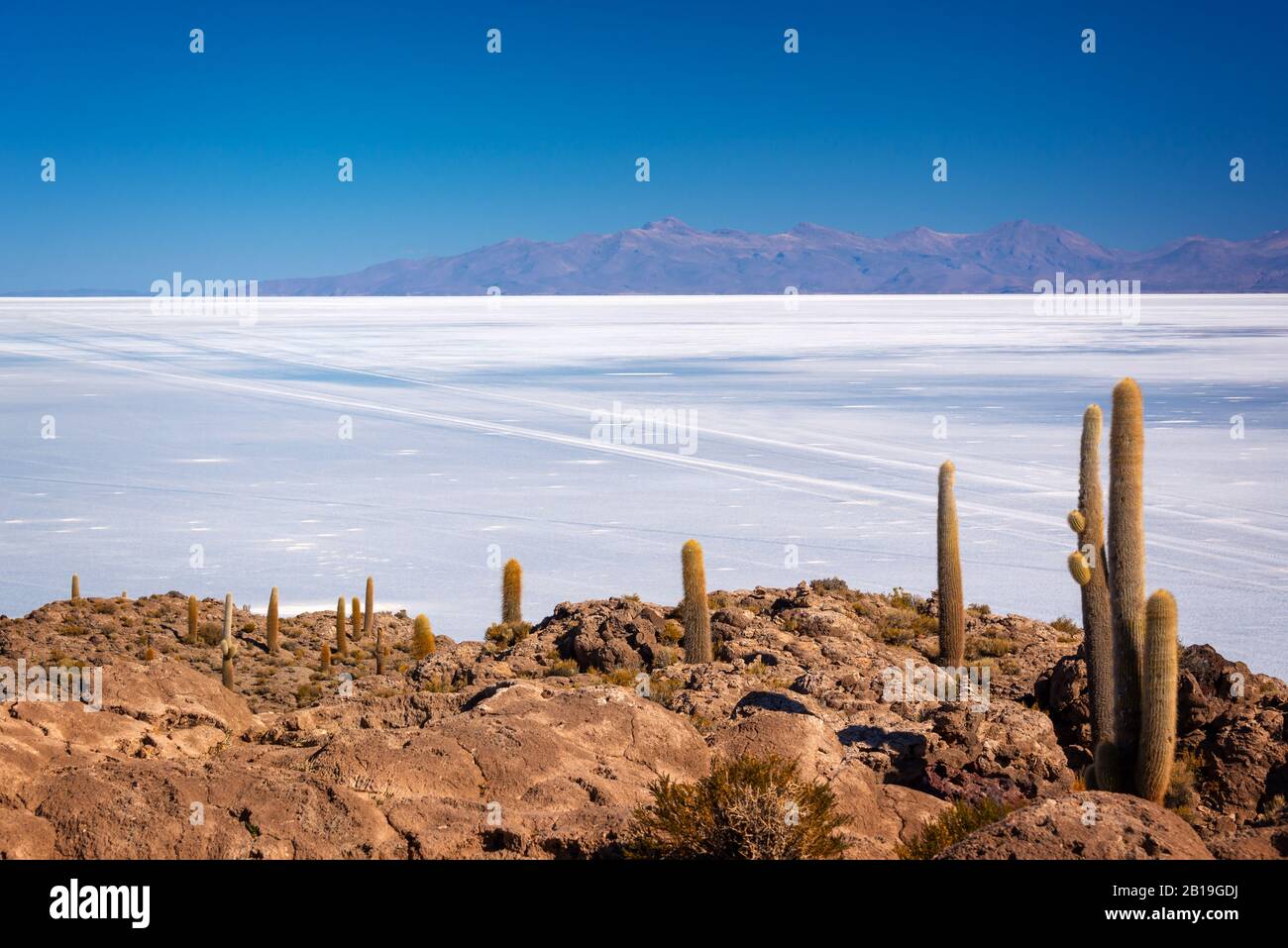 Cactus in Incahuasi isola, Salar de Uyuni distesa di sale, Potosi, Bolivia Foto Stock