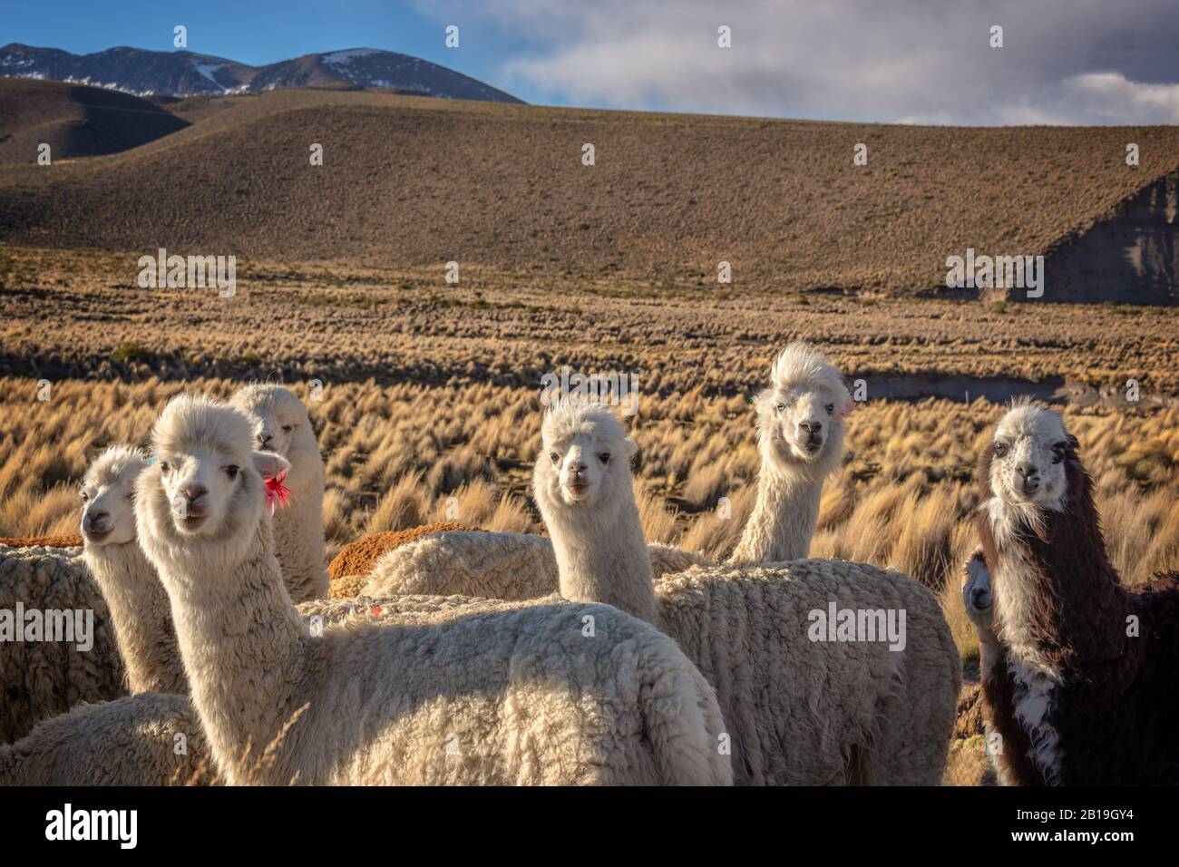 Allevamento di alpaca curioso in Bolivia Foto Stock
