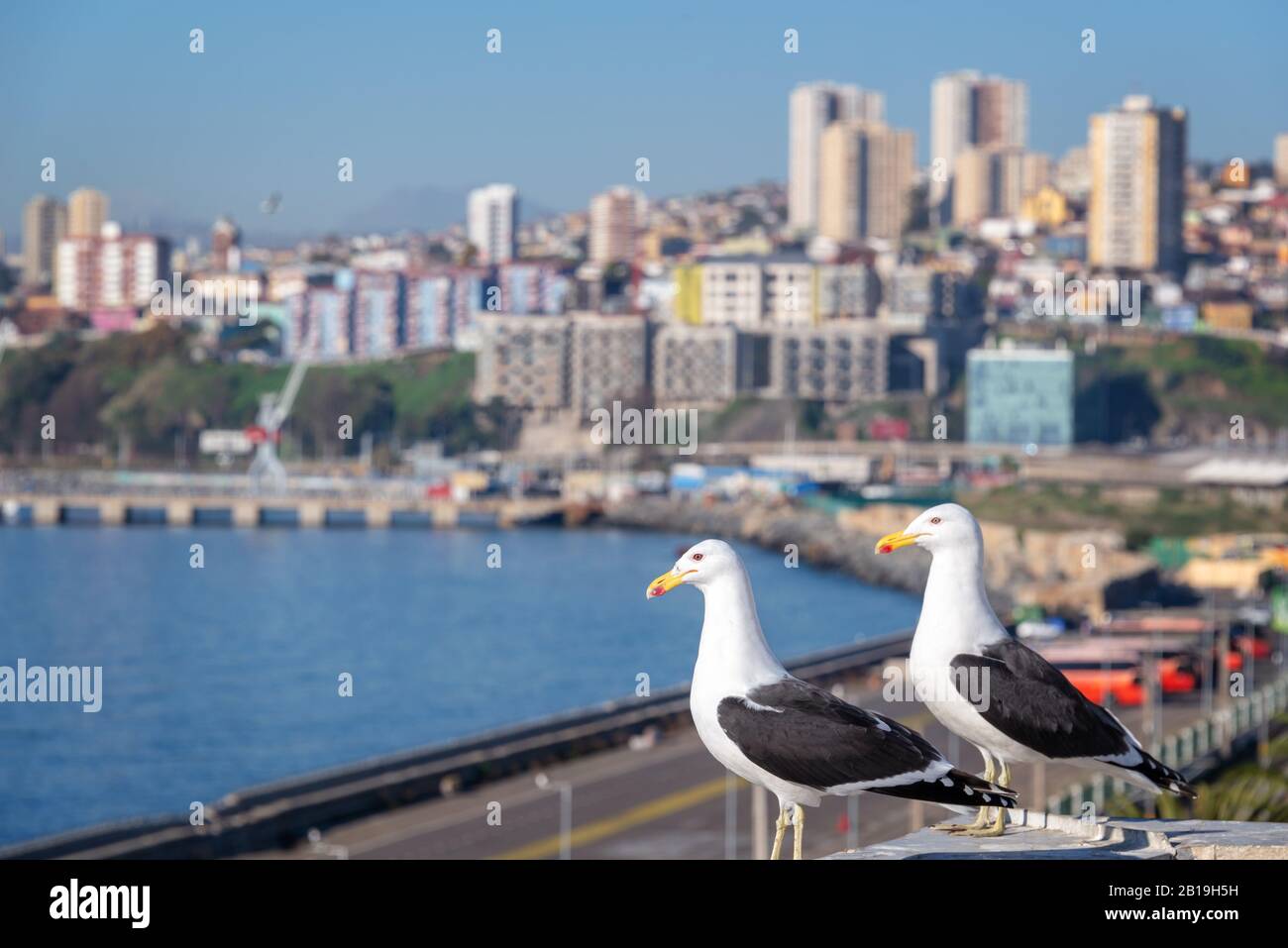 Gabbiani a Valparaiso, porto ed edifici sullo sfondo, Cile Foto Stock