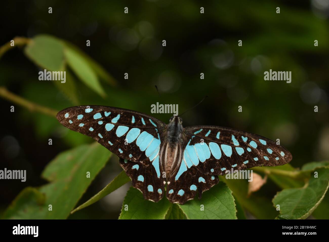 Farfalla comune di Jay (dosone di Graphium). Java, Indonesia Foto Stock