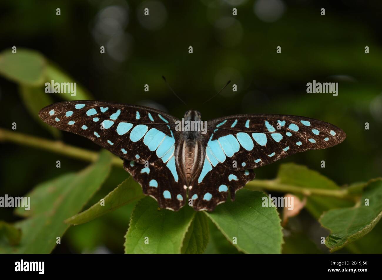 Farfalla comune di Jay (dosone di Graphium). Java, Indonesia Foto Stock