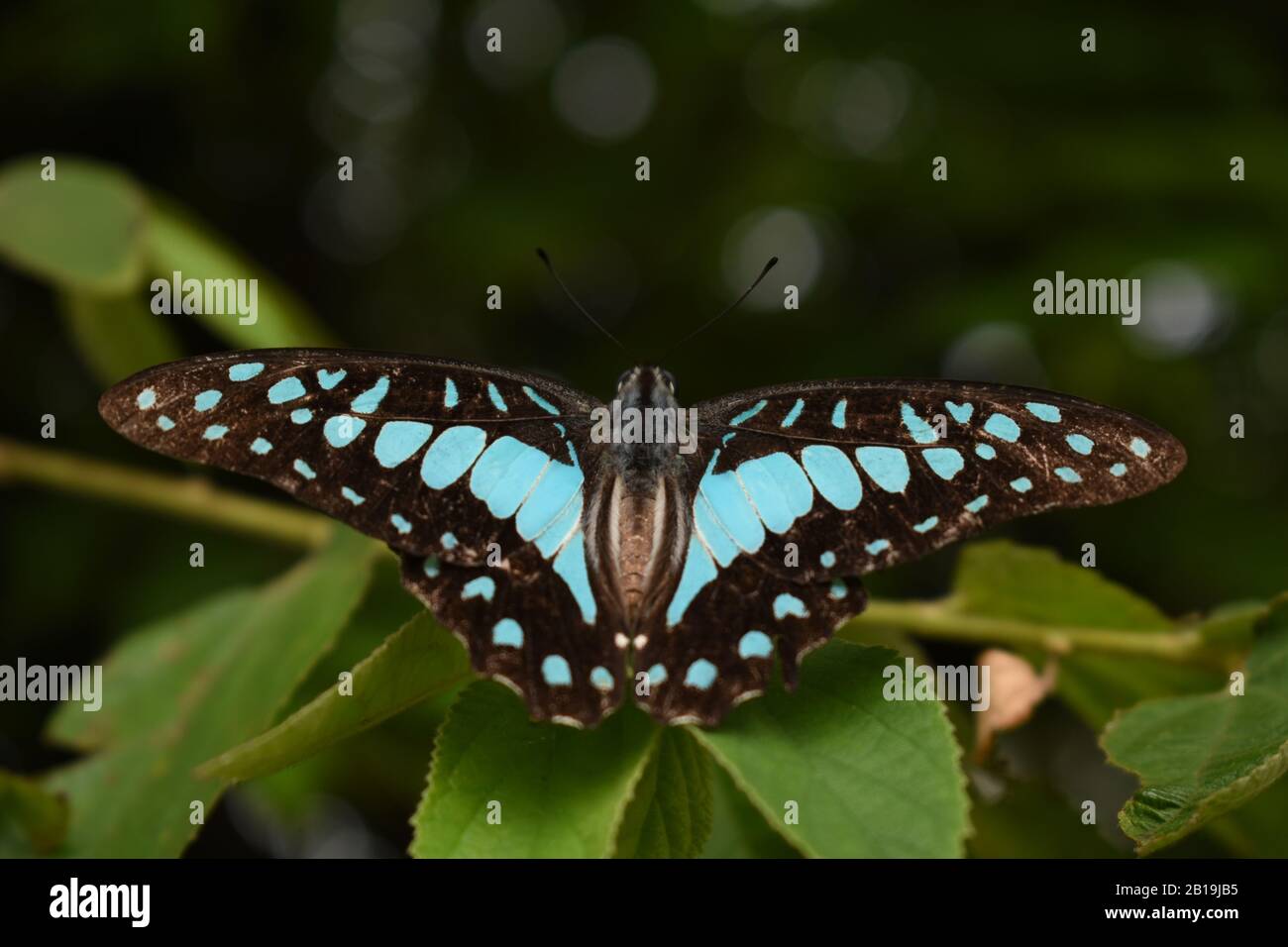 Farfalla comune di Jay (dosone di Graphium). Java, Indonesia Foto Stock