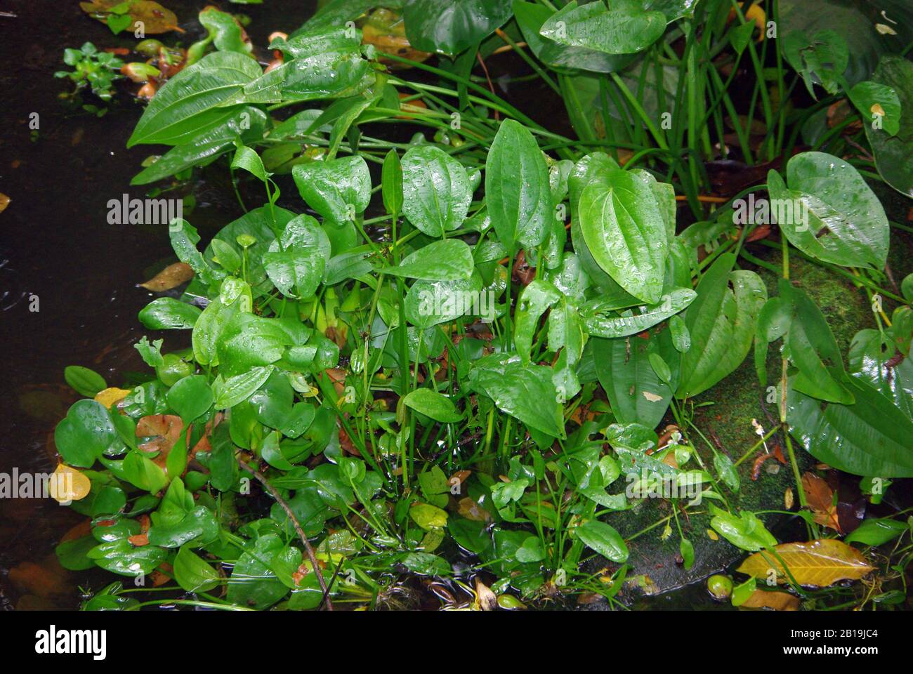 Scricchiolio, Echinodorus cordifolius Foto Stock