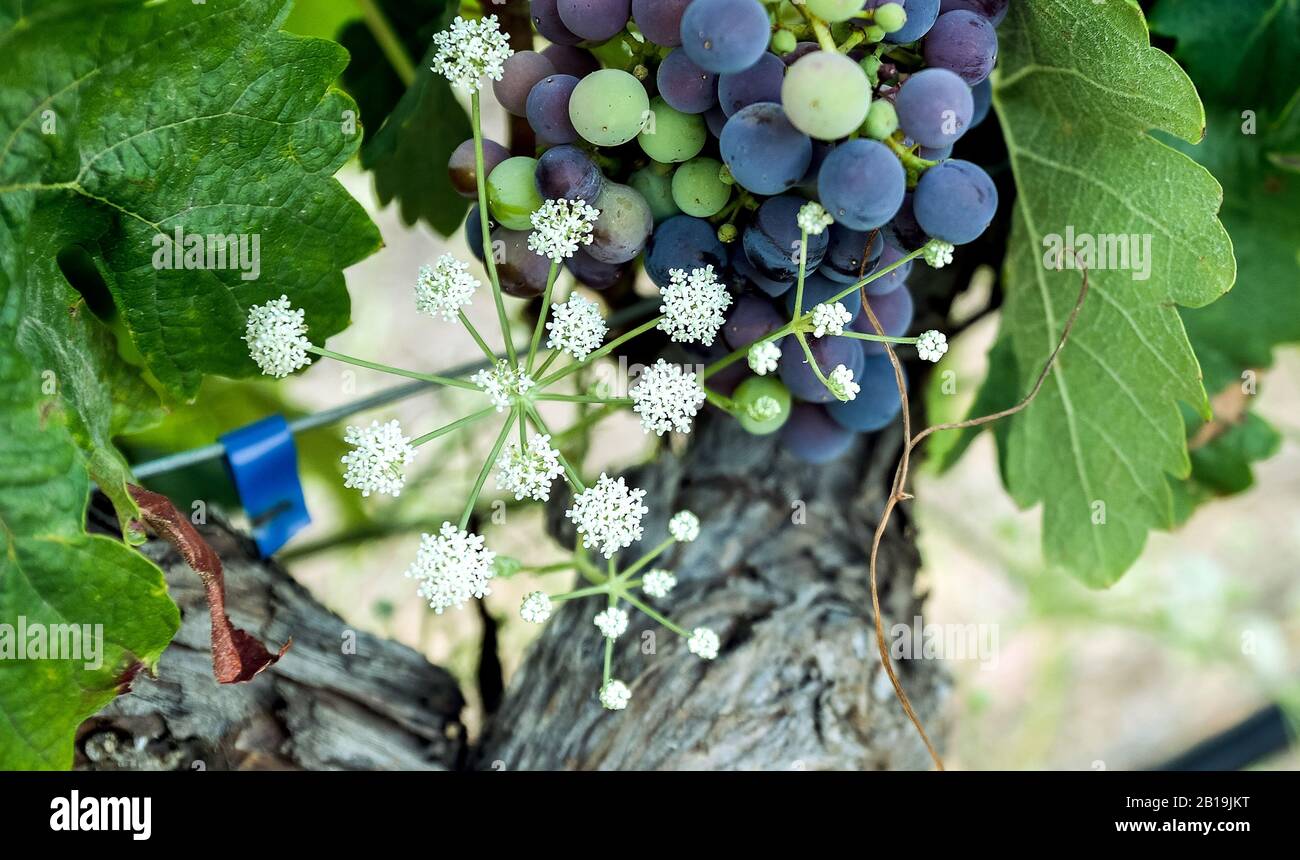 Piante selvatiche con fiori bianchi e mazzo di uve rosse in un vigneto. Prezzemolo selvatico, hemlock. Conium maculatum. Anthriscus sylvestris. Foto Stock