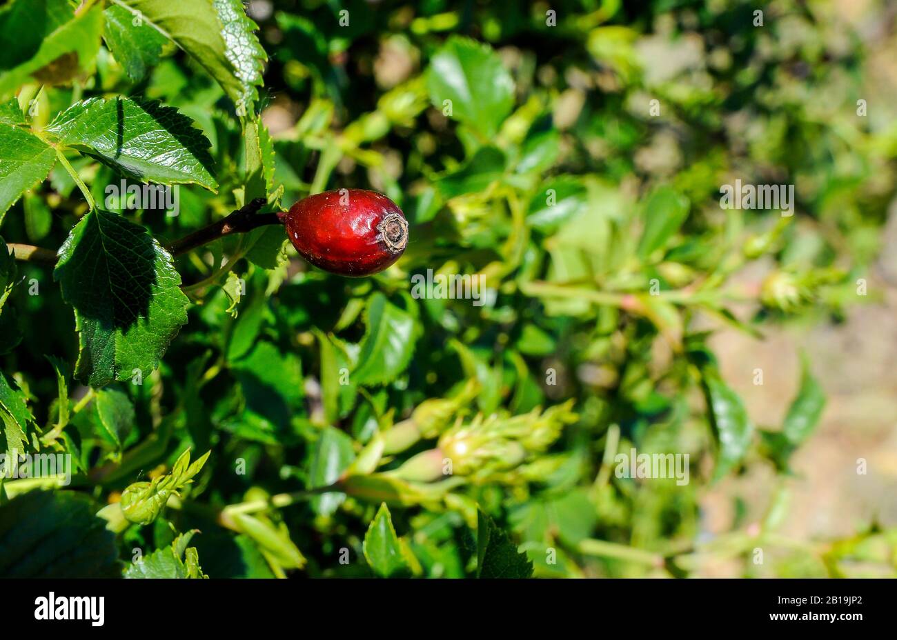 Frutto di rosa o di rosa selvatica. Rosehip. Rosa canina. Foto Stock