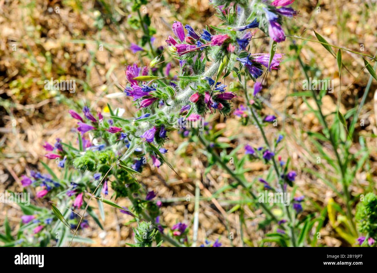 La pianta bugloss colorata di Viper nel campo della Spagna. Bugloss di viper, blueweed, fiore di serpente, erba di vipera, bugloss, viborera. Echium vulgare. Foto Stock