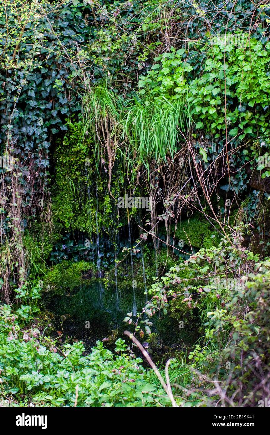 Giardino verticale, mix di piante rampicanti accanto ad un ruscello nella foresta Foto Stock