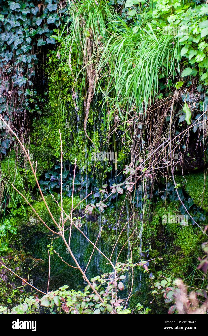 Giardino verticale, piante di arrampicata mista accanto ad un ruscello nel bosco in primavera. Foto Stock