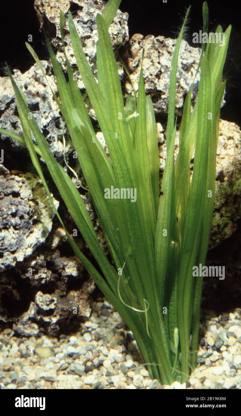 Sedano selvatico o erba di Eel, Vallisneria spiralis Foto Stock