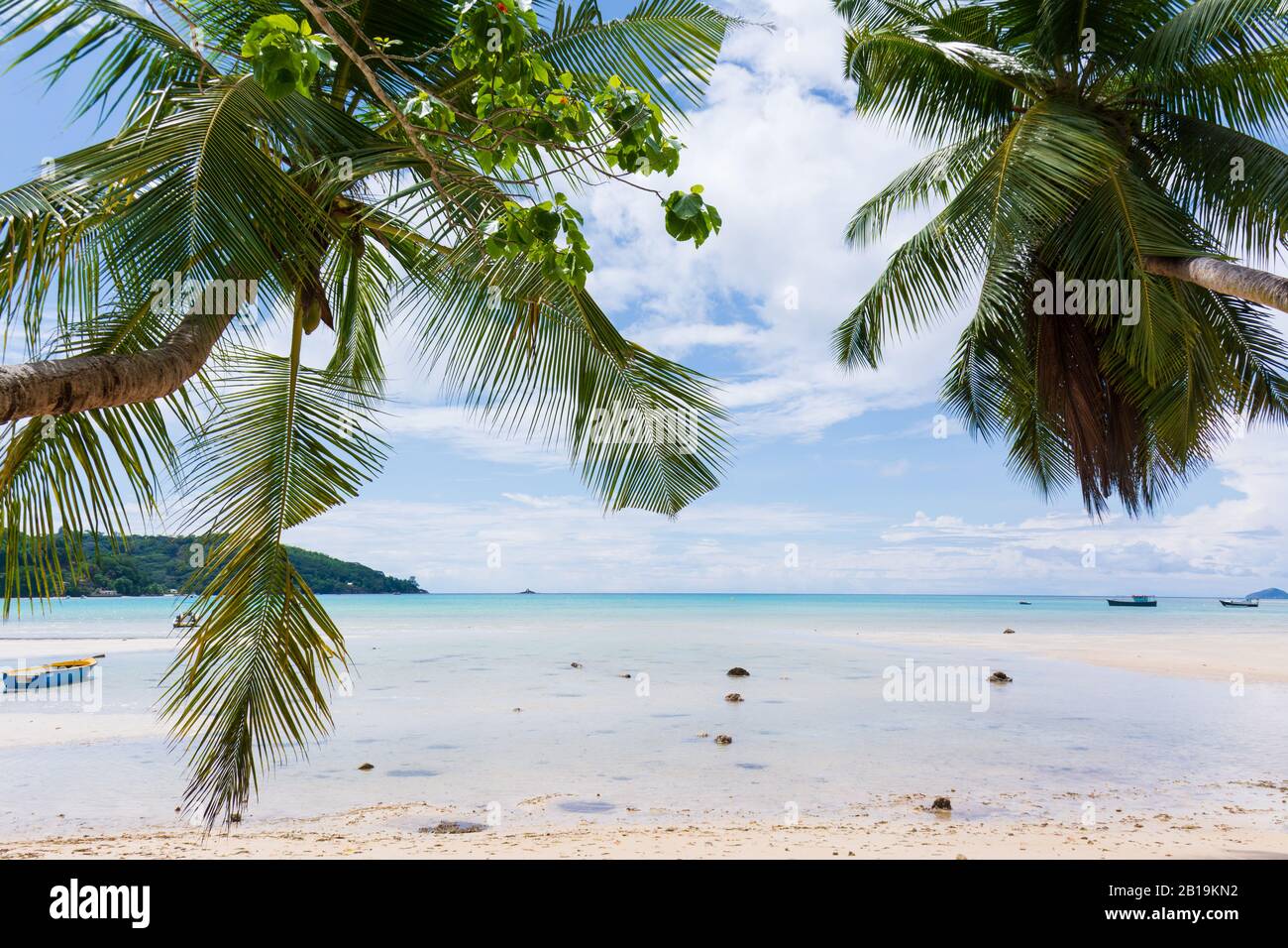 Due palme inclinate su una bella spiaggia e incorniciare questa immagine, sulla capitale isola di Mahe, alle Seychelles. Foto Stock