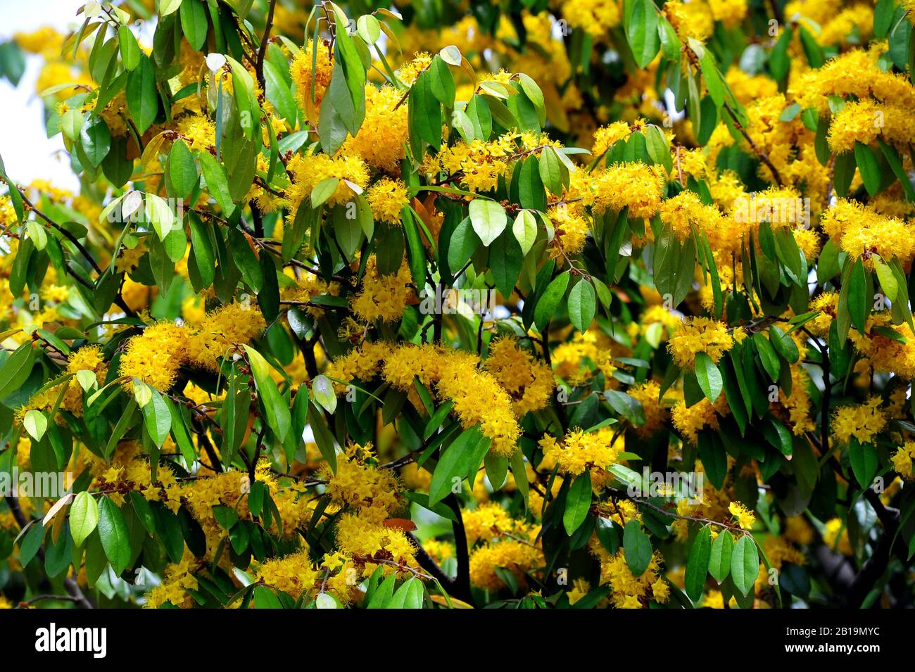 Stella gialla fiori o Schoutenia glomerata re subsp.peregrina (Craib Roekm). Foto Stock