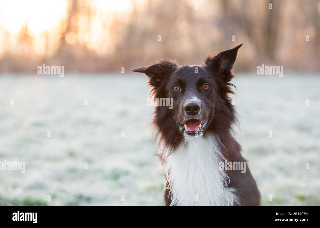 Primo piano ritratto curioso bordo collie cane fissando per fotocamera bocca aperta. Stagione invernale all'aperto sfondo, hobar glassata natura e adorabile puredred Foto Stock