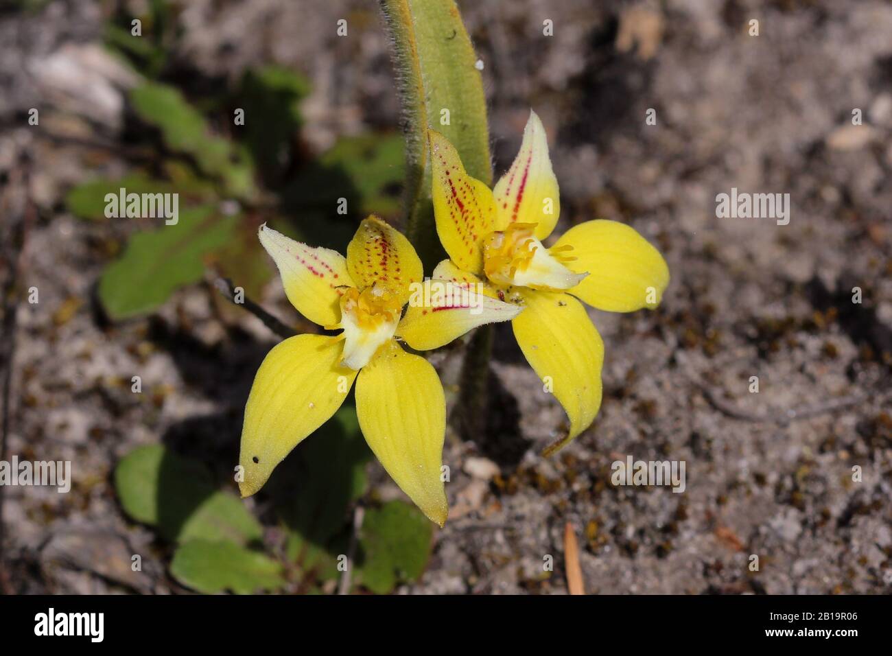 Spiderorchidea (Caladenia Flava) A Capo Le Grand, Esperance, Australia Occidentale Foto Stock