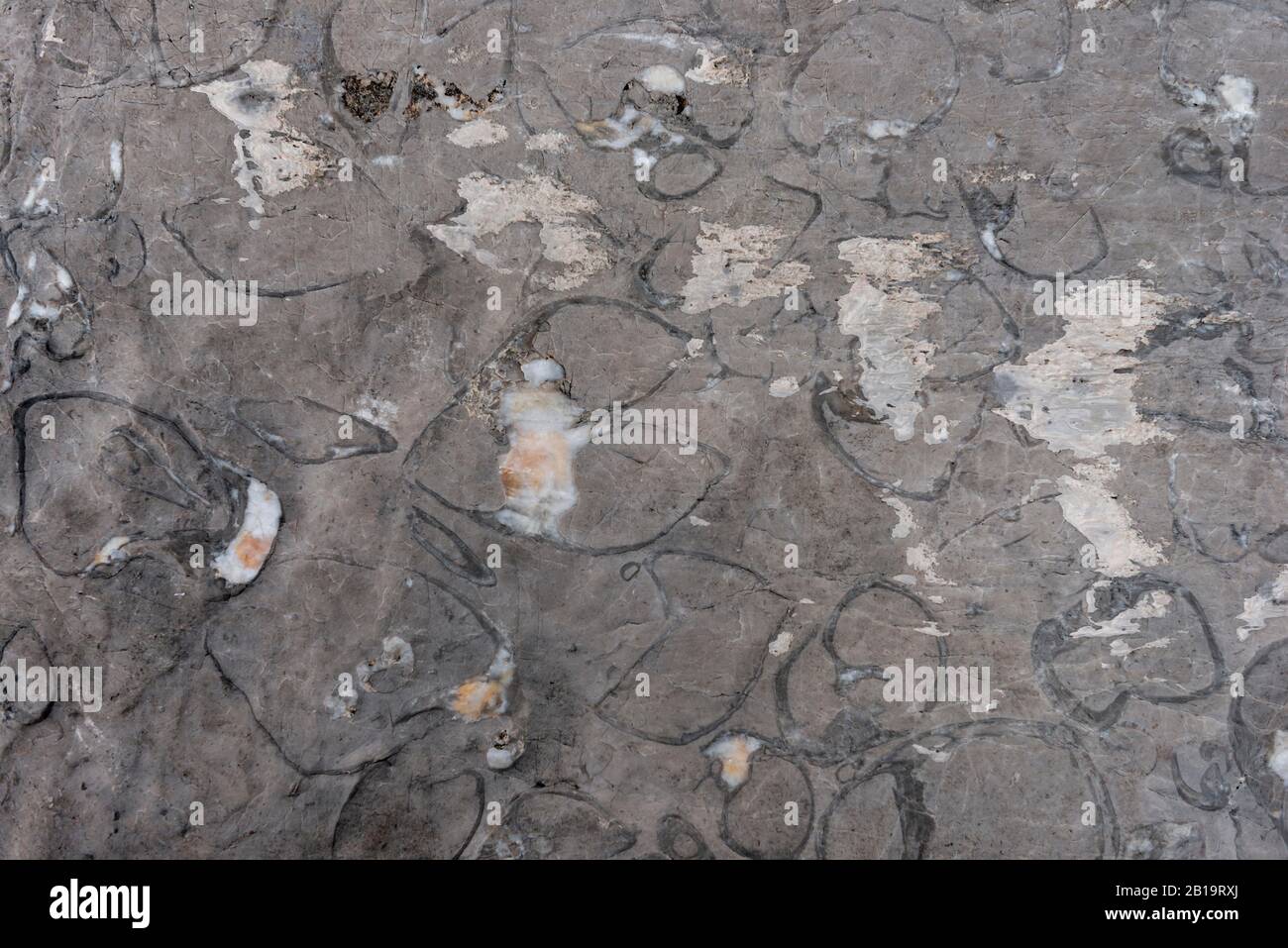 Fossilizations di Megalodontoidea, cozze sp. (Triadomegalodon grifoides) dal Triassico, Dachstein, Salzkammergut, Austria superiore, Austria Foto Stock